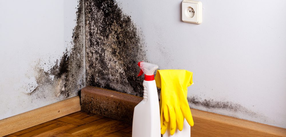 Lung Sarcoidosis Development Progression Linked To Mold Bacteria Key To Lung Sarcoidosis Could Lie In Exposure Mold Bacteria