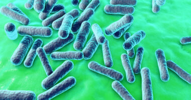 bacteria species in sarcoidosis