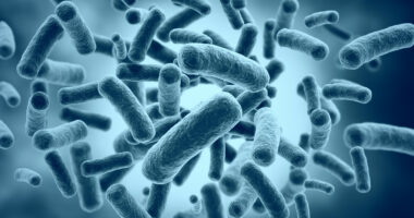 bacterium