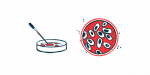 An illustration of petri dishes.