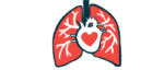 A red heart is superimposed on a human heart in this illustration showing a close-up of a person's heart and lungs.